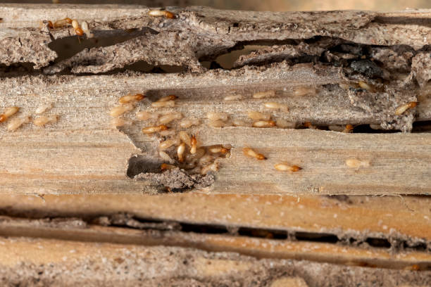 Best Pest Control Near Me  in Port Norris, NJ