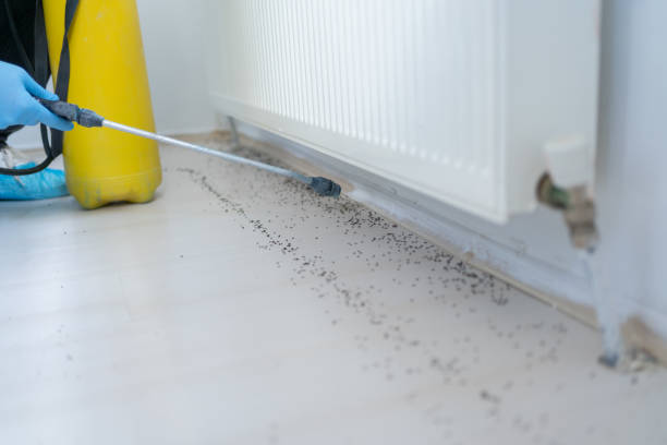 Best Spider Control Near Me  in Port Norris, NJ
